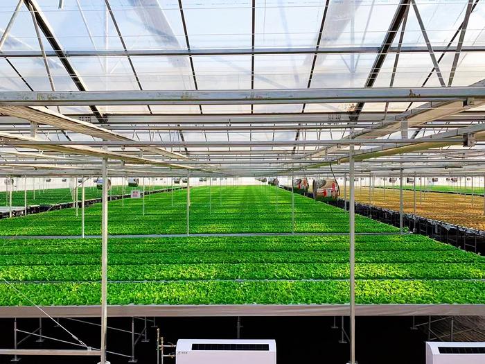 火星救援男主有這技術就不愁了!城市副中心有座神奇的植物工廠