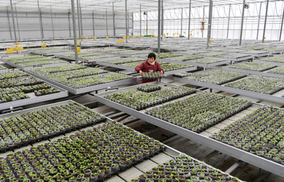 合肥市肥西縣花崗鎮:現代農業發展生機蓬勃 致富路上邁大步