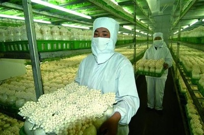 農業農村部加強食用菌生產用藥監管