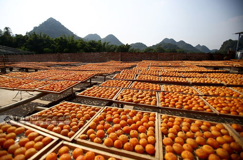 高清 甜過初戀 的恭城柿餅成長記