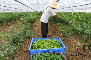 隆回 公司 農戶 合作種植辣椒2.2萬畝