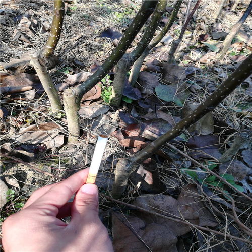 四年梨苗什么價位 銷售四年梨苗什么價格