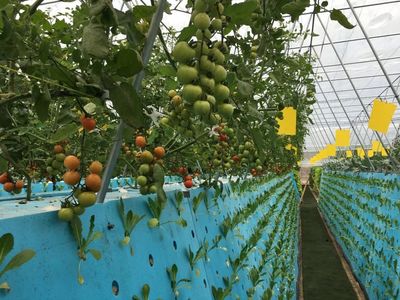 秘訣在哪里?這項技術讓蓮都的農(nóng)產(chǎn)品高溢價