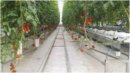 農(nóng)場故事 新農(nóng)業(yè)領域的智能溫室