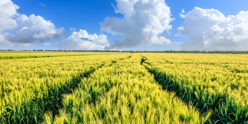 白菜價(jià)格漲幅超過一倍,今夏蔬菜為何大漲價(jià)