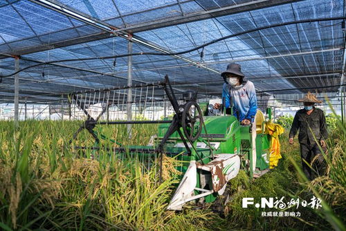 閩侯打造高產(chǎn)高效農(nóng)業(yè)新樣板 番茄大棚種水稻菜稻輪作增效益