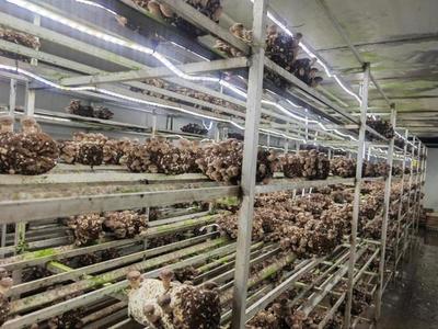 建設(shè)12個現(xiàn)代設(shè)施農(nóng)業(yè)片區(qū),上海新一輪都市農(nóng)業(yè)構(gòu)想逐漸清晰