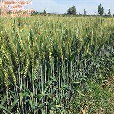 【山東麥種_濟(jì)南朝暉種業(yè)_銷售高抗病麥種】價格,廠家,圖片-中國網(wǎng)庫