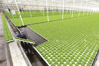 兩會觀察丨大國強農向新行