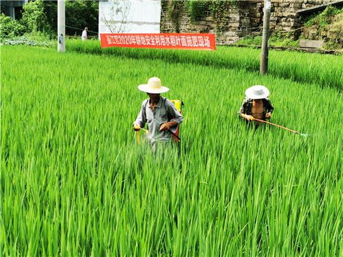 綦江區(qū)務(wù)實推進耕地安全利用 助推農(nóng)產(chǎn)品品牌建設(shè)