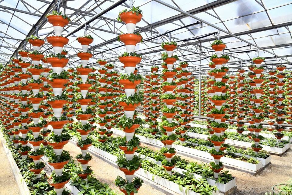 總產(chǎn)值首破萬億元!透視山東農(nóng)業(yè)發(fā)展信號-國際在線