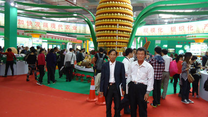 【批發(fā)蜜柚天然果園培植品質保障 批發(fā)售賣13459609788】價格_廠家_圖片 -