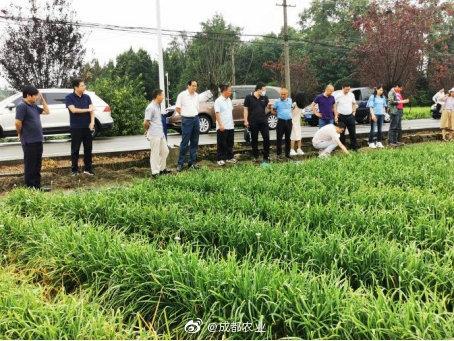 農(nóng)業(yè)農(nóng)村部農(nóng)產(chǎn)品質量安全監(jiān)管司到成都市郫都區(qū)調(diào)研農(nóng)藥殘留治理工作