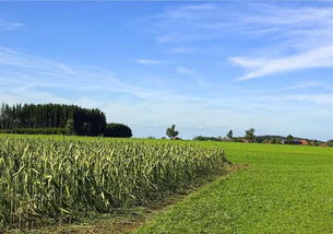 農(nóng)業(yè)產(chǎn)業(yè)化聯(lián)合體：政策紅利與發(fā)展前景