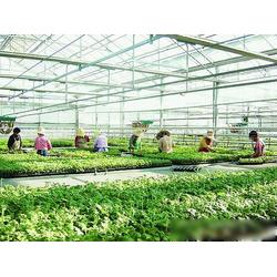 濮陽市農(nóng)業(yè)產(chǎn)業(yè)優(yōu)勢 專業(yè)生產(chǎn)、批發(fā)與供應一體化的現(xiàn)代農(nóng)業(yè)基地