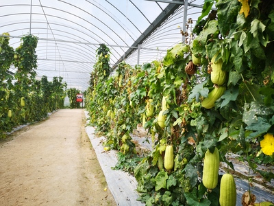 革命老區(qū)的新生 用活紅色資源，促進綠色發(fā)展農(nóng)業(yè)