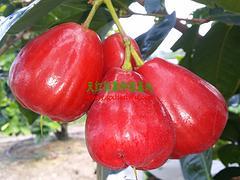 防城港天紅農業 優質蓮霧果的可靠供應商