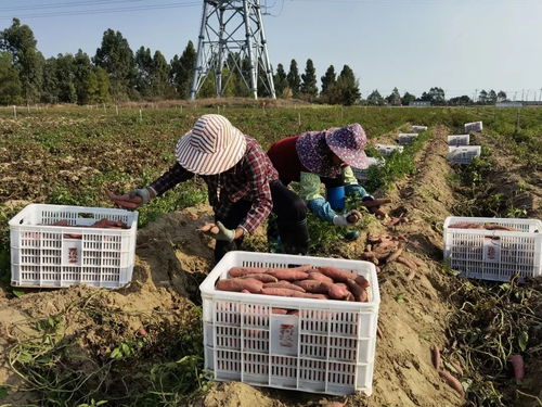 深耕深汕協作，做大做優“農業蛋糕”，讓“菜籃子”更豐富美味