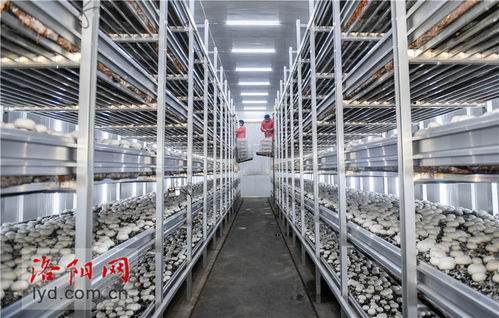 工廠化種植賦能食用菌產(chǎn)業(yè)，科技升級(jí)引領(lǐng)農(nóng)民致富新篇章